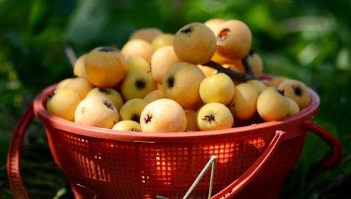 莆田最新爆料摘枇杷,最新爆料帶你體驗摘果樂趣”