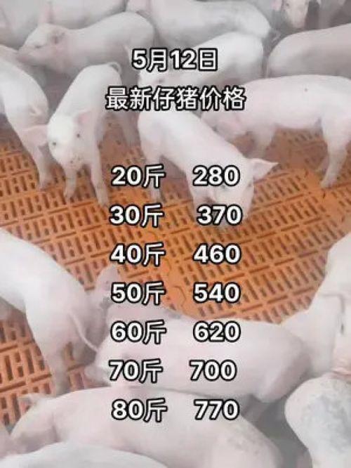 豬價情況最新爆料,最新爆料揭示市場動態與趨勢